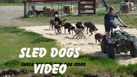 Sled Dogs